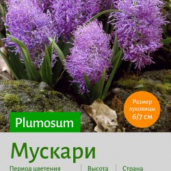  Мускари (Muscari) Plumosum